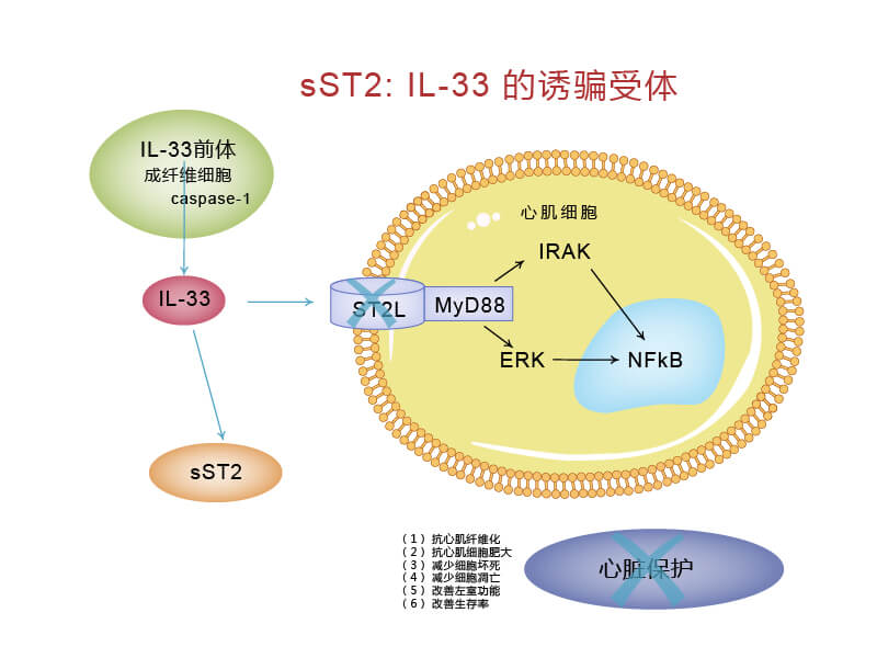 ST2L/IL-33信號通路與sST2的關(guān)系 ST2L/IL-33信號通路與sST2的關(guān)系