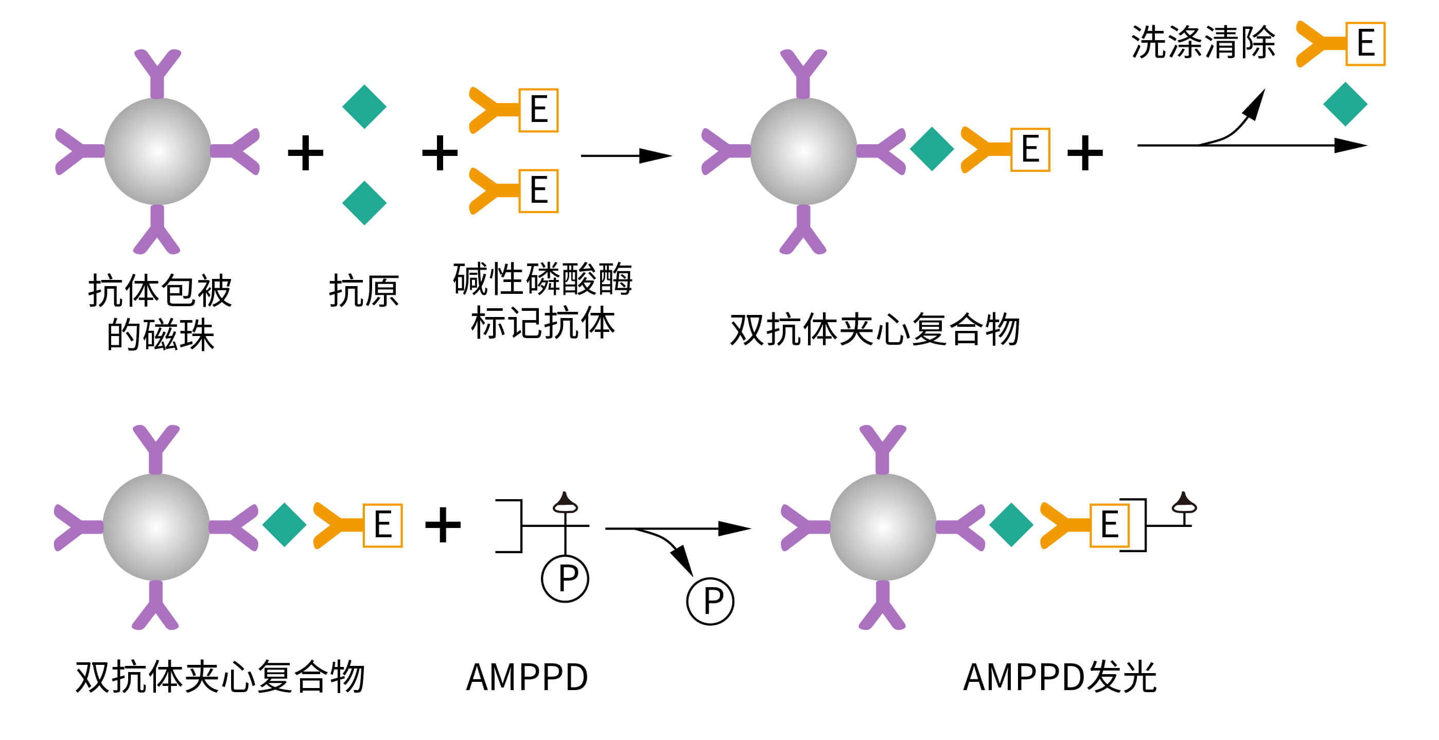 ALP+AMPPD發(fā)光體系