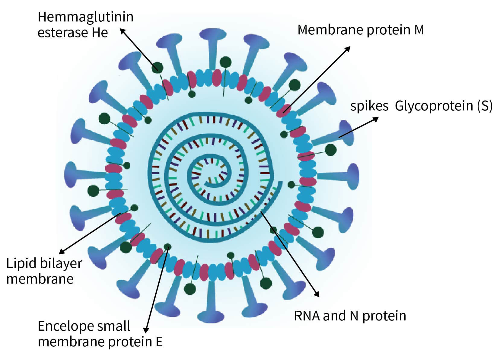 2019-nCoV結(jié)構(gòu)