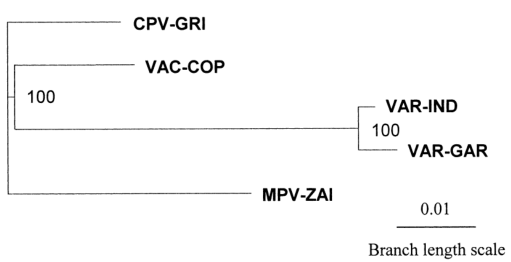 MPV、VAR、CPV、VAC末端可變基因組序列系統(tǒng)發(fā)育樹分析