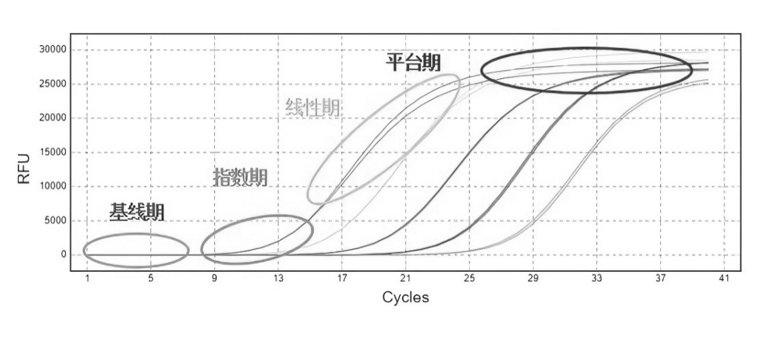 qPCR擴增曲線